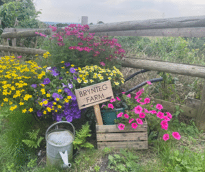 Fostering in Llanelli, Brynteg Farm